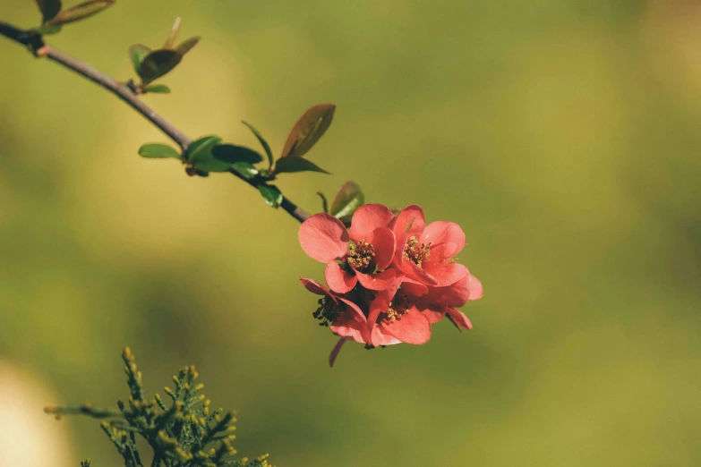 a close up of a flower on a branch, an album cover, unsplash, nothofagus, light red and deep orange mood, green and pink colour palette, desktop wallpaper