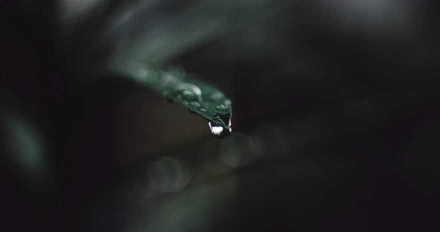 a drop of water sitting on top of a leaf, inspired by Elsa Bleda, trending on pexels, spooky photo, 33mm photo, 8k 28mm cinematic photo, sombre mood