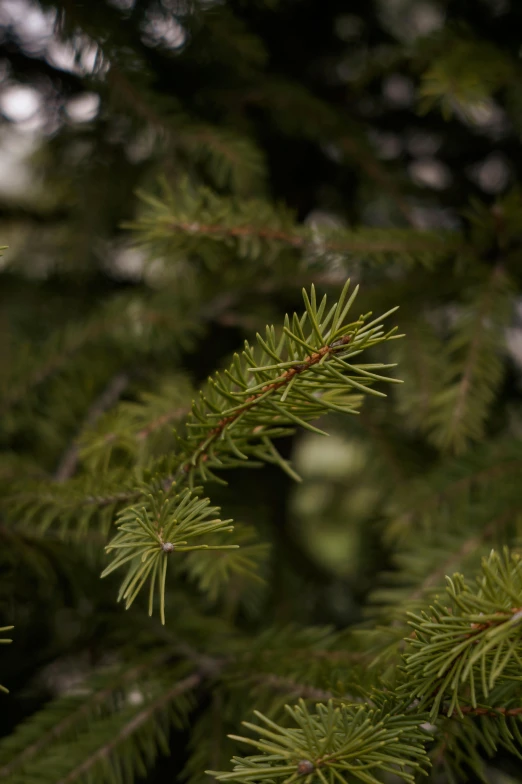 a close up of a branch of a pine tree, shot with premium dslr camera, zoomed out to show entire image, festive, zoomed in