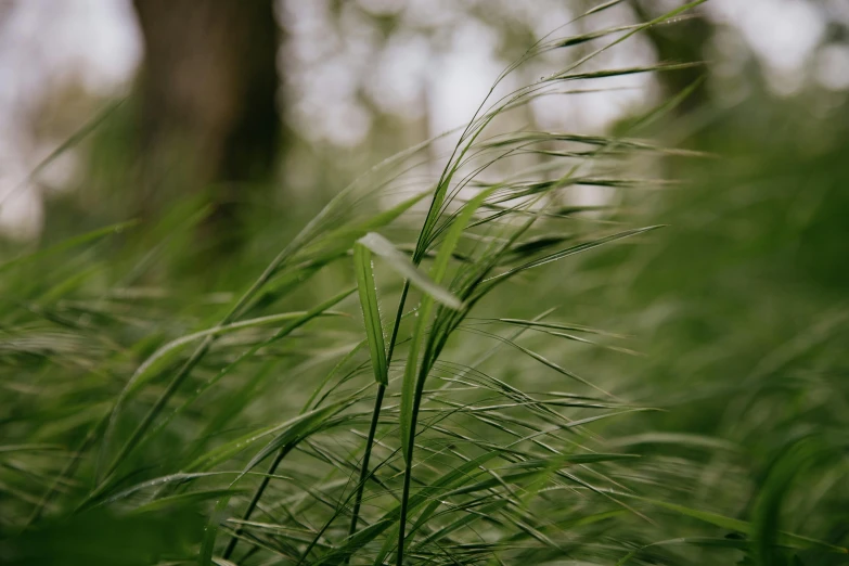 a red fire hydrant sitting in the middle of a lush green field, a picture, by Emma Andijewska, unsplash, visual art, stylized grass texture, walking through a lush forest, hair fluttering in the wind, close up photograph