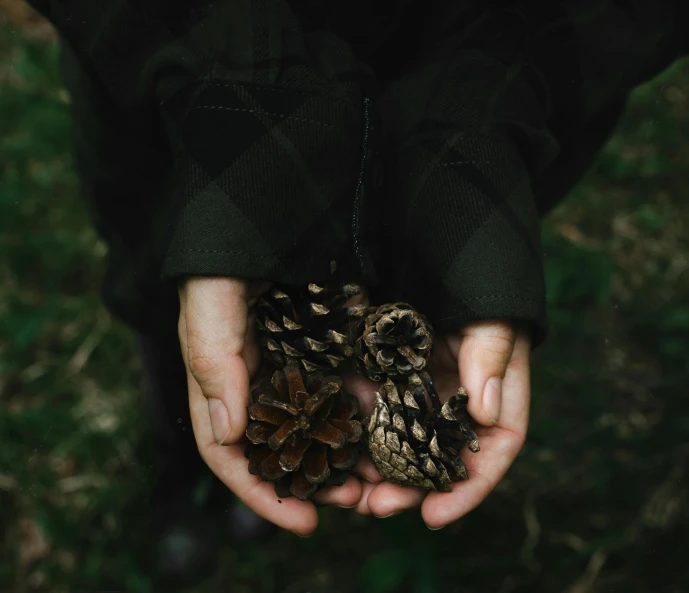 a person holding pine cones in their hands, an album cover, pexels contest winner, green and black colors, permaculture, brown clothes, dark and white
