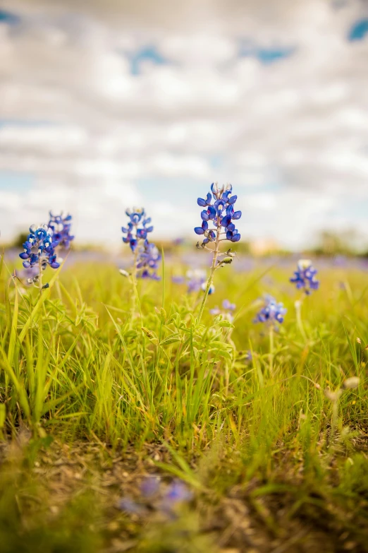 a field full of blue flowers under a cloudy sky, a portrait, by Linda Sutton, unsplash, tx, high quality photo, tiny details, sunny