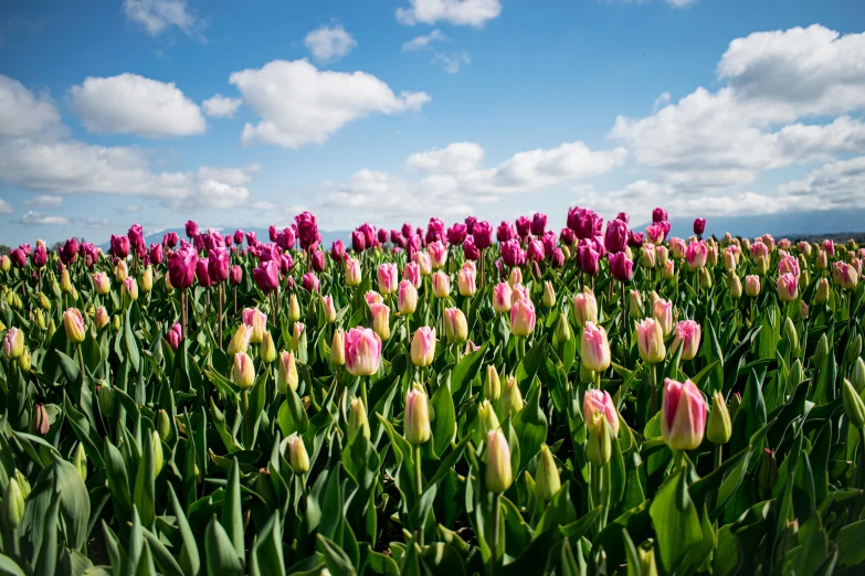 a field of pink tulips under a blue sky, by Matthias Stom, unsplash, fan favorite, new zealand, multi - coloured, instagram photo