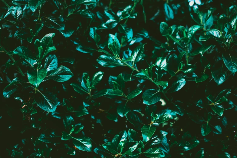 a close up of a bush with green leaves, an album cover, inspired by Elsa Bleda, trending on pexels, hurufiyya, cinestill 800t 50mm eastmancolor, teal, myrtle, black and green