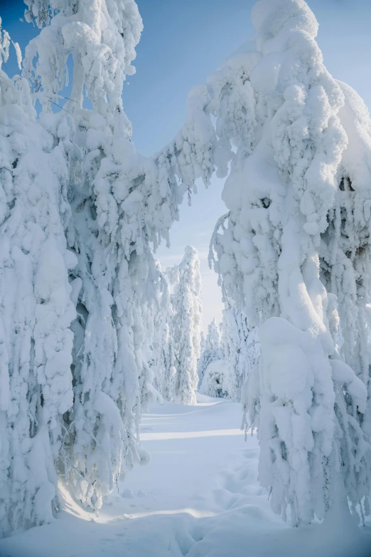 a man riding skis down a snow covered slope, a picture, by Anton Lehmden, trending on unsplash, romanticism, giant white tree, white sweeping arches, lapland, super detailed image