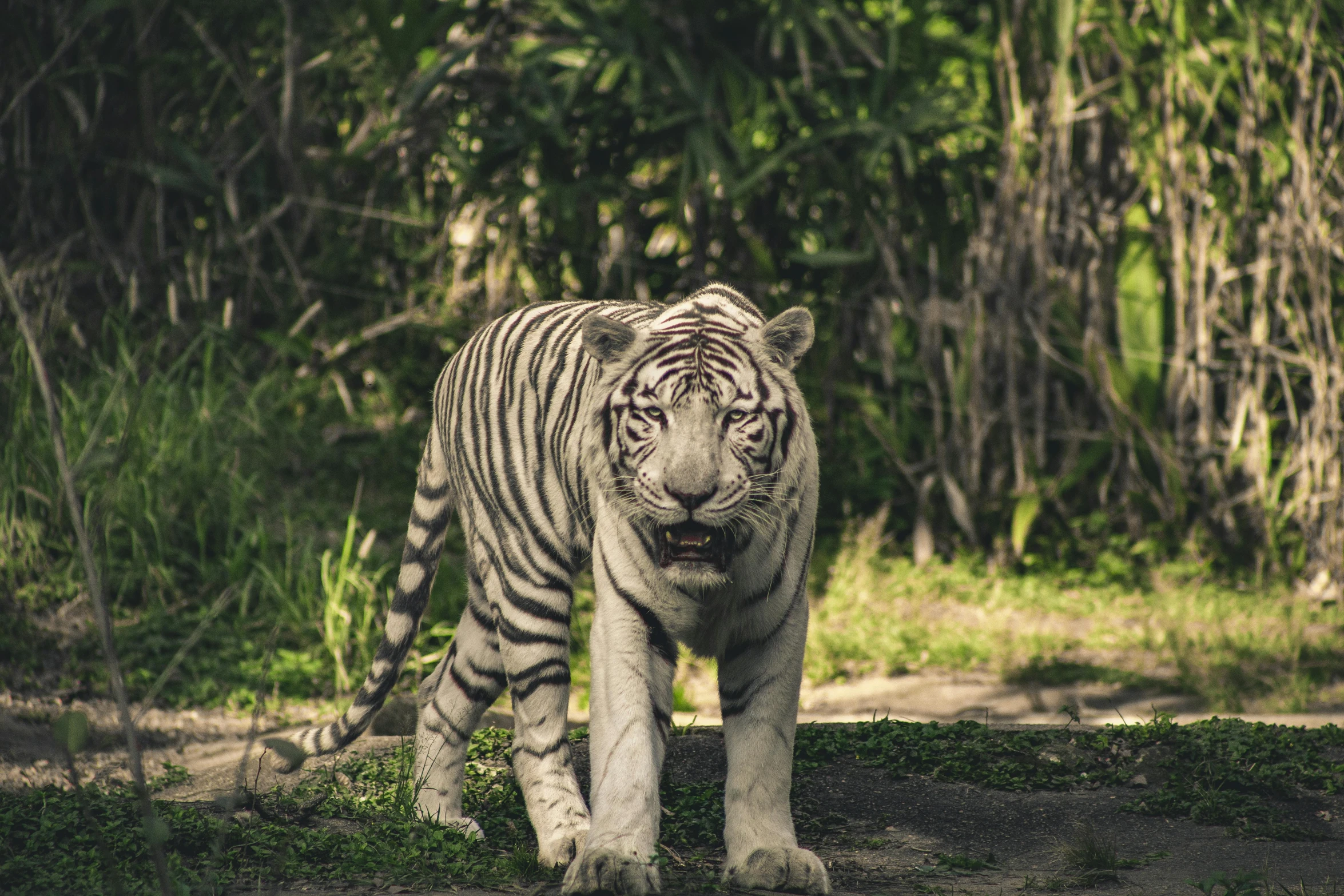 a white tiger walking across a dirt road, pexels contest winner, sumatraism, in front of a forest background, singapore, hunting, cinematic”