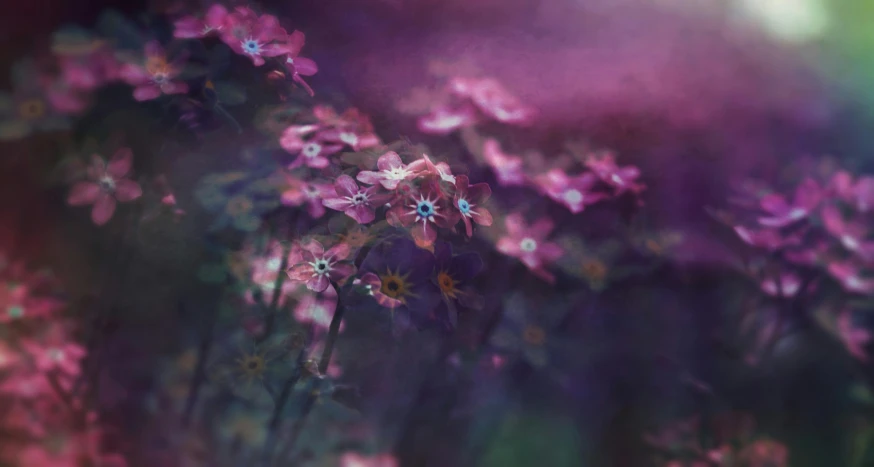 a bunch of purple flowers sitting on top of a lush green field, inspired by Elsa Bleda, art photography, in pink forest, dreamy night, mutated flowers, digital artwork