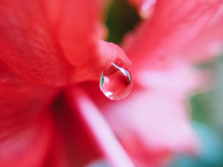 a close up of a water drop on a flower, pexels contest winner, draped with red hybiscus, soft light 4 k in pink, tourist photo, crystal-clear-focus
