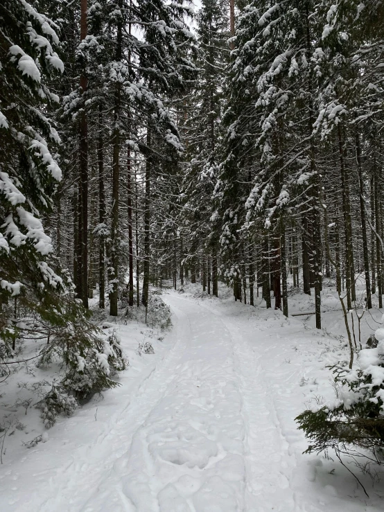 a man riding skis down a snow covered slope, a picture, inspired by Eero Järnefelt, on forest path, grey, last photo, path into lush forest