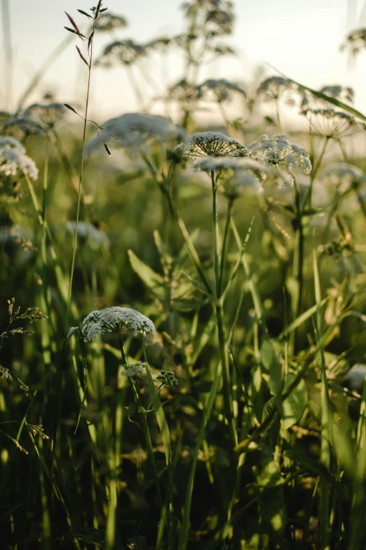 a field filled with lots of white flowers, inspired by Elsa Bleda, unsplash, standing in the grass at sunset, lush green, soft light - n 9, tall