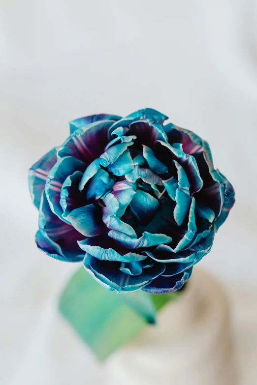 a close up of a flower in a vase, a pastel, by Jessie Algie, unsplash, dipped in polished blue ceramic, black peonies, artichoke, glossy surface