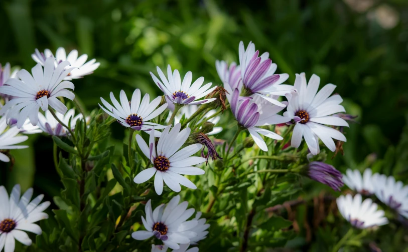 a bunch of white flowers with purple centers, by Emanuel de Witte, pexels contest winner, fan favorite, flower garden summer morning, african sybil, daysies