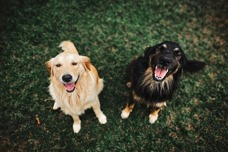 a couple of dogs standing on top of a lush green field, pexels contest winner, smiling down from above, shiny golden, thumbnail, black
