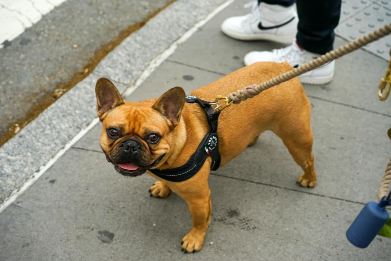 a small brown dog standing on top of a sidewalk, black harness, french bulldog, close - up photograph, square
