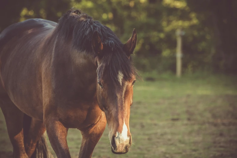 a brown horse standing on top of a lush green field, pexels contest winner, renaissance, vintage color, warm light, oversized_hindquarters, instagram post