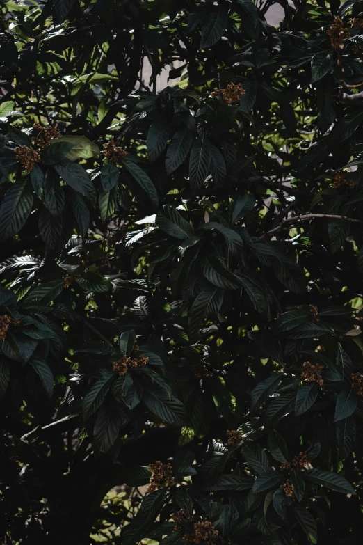 a red fire hydrant sitting next to a lush green tree, an album cover, inspired by Elsa Bleda, unsplash contest winner, hurufiyya, dark flower pattern wallpaper, panel of black, detail texture, alessio albi