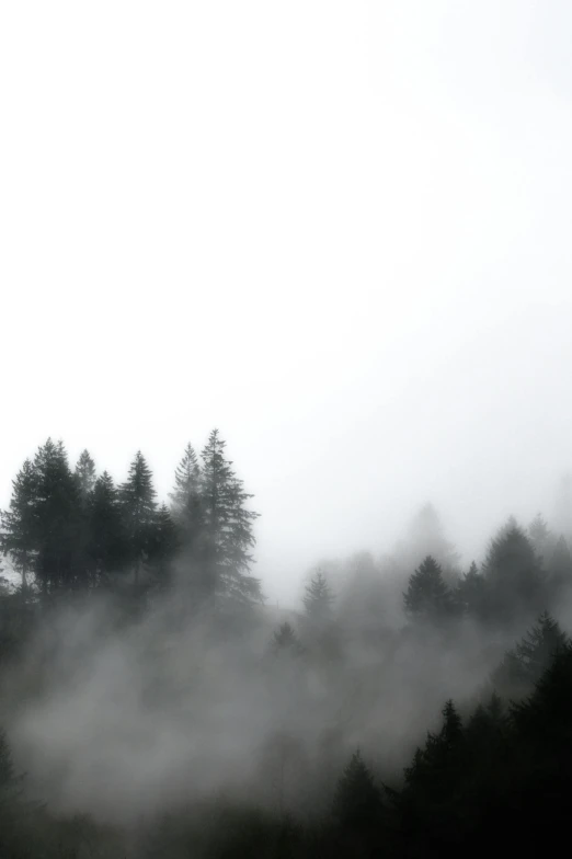 a black and white photo of a foggy forest, pexels, black fir, ((trees)), colored fog, isolated