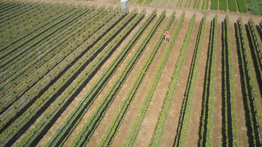 an aerial view of a farm with rows of crops, wine, single figure, working out in the field, vines hanging down