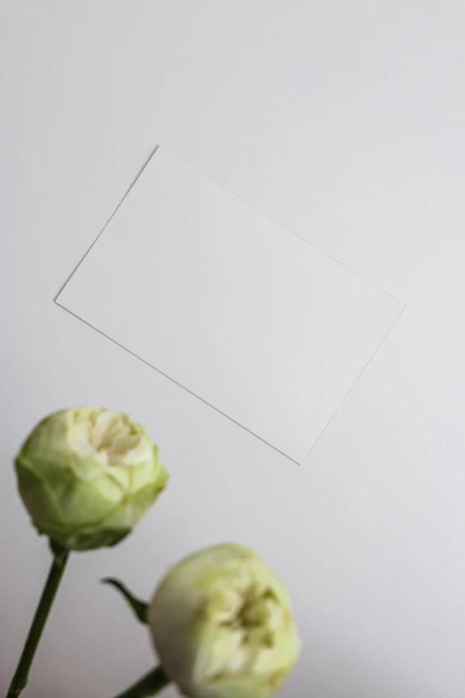 a close up of two flowers in a vase, on high-quality paper, wearing translucent sheet, white: 0.5, view from above