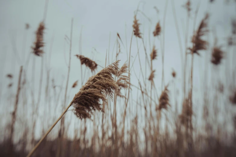 tall grass blowing in the wind on a cloudy day, an album cover, trending on pexels, brown, medium format, winter photograph, straw