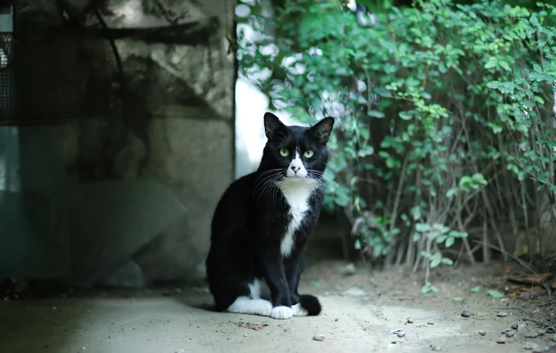 a black and white cat sitting on the ground, by Julia Pishtar, high-quality photo, basil gogos, mixed animal, old male