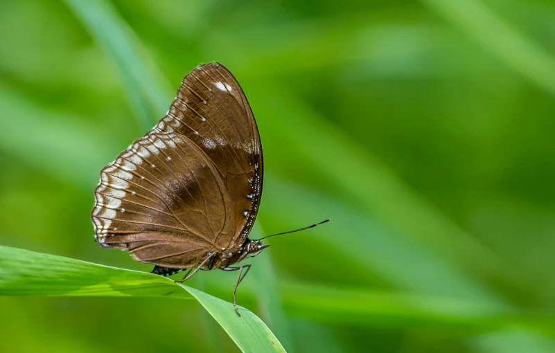 a brown butterfly sitting on top of a green leaf, slide show, thumbnail, patiphan sottiwilai, as photograph