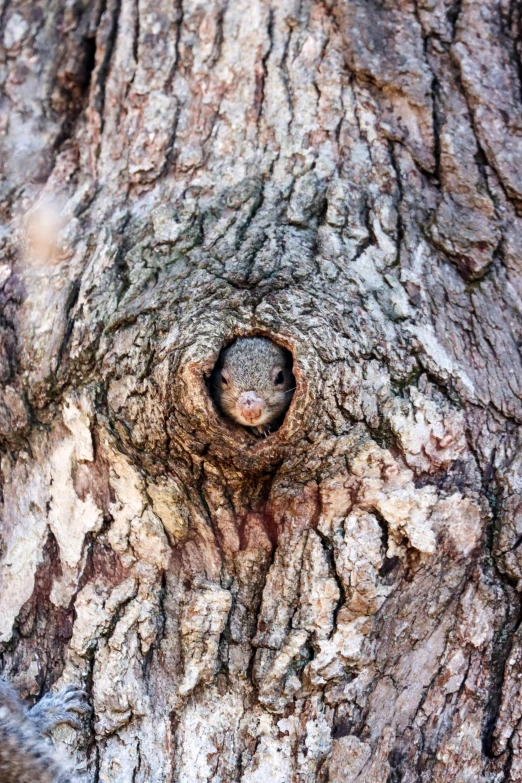 a squirrel peeks out of a hole in a tree, an album cover, pexels contest winner, bare bark, pareidolia, quokka, hyperdetailed!
