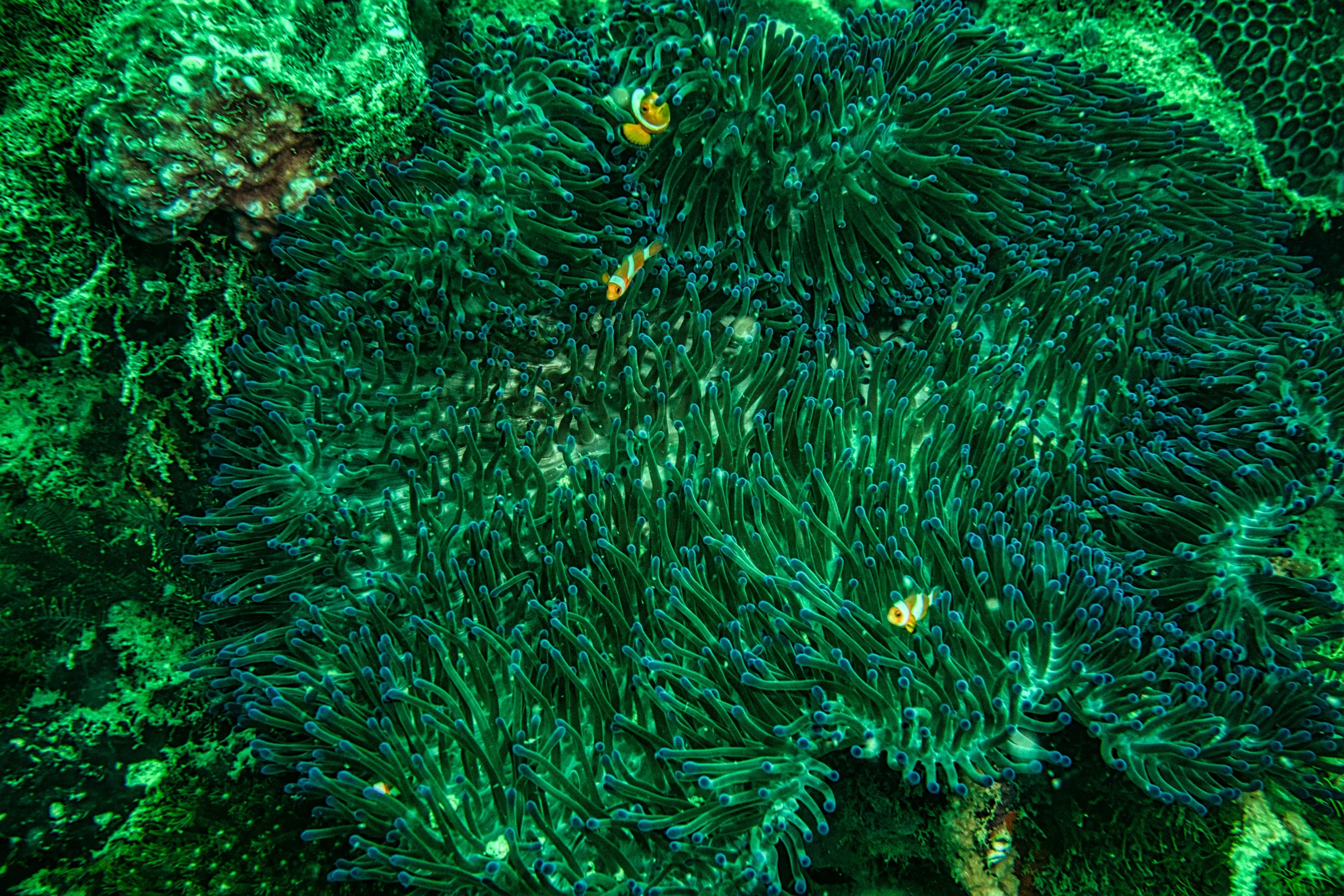 a close up of a green sea anemone, pexels, hurufiyya, aerial view top down, overgrown with colorful coral, pov photo