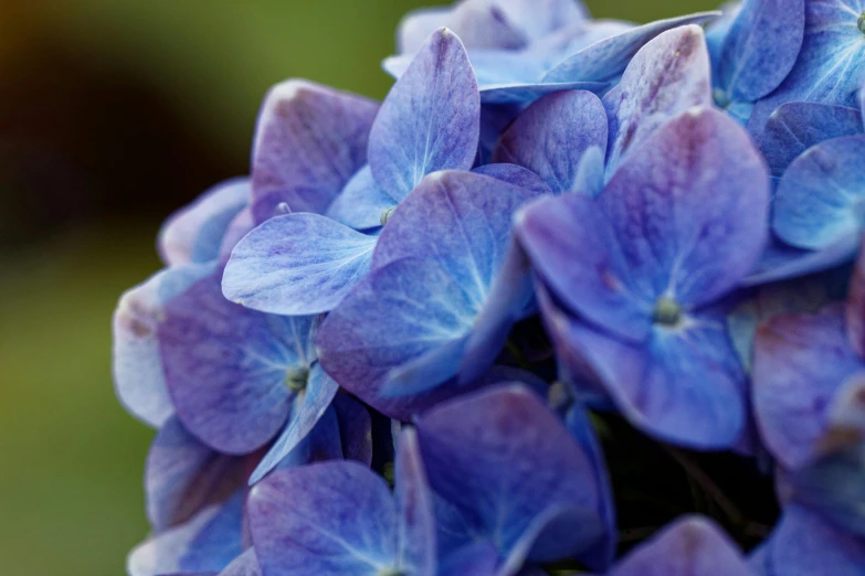 a close up of a bunch of purple flowers, by David Simpson, unsplash, hydrangea, mediumslateblue flowers, shot on 1 5 0 mm, high quality product photo