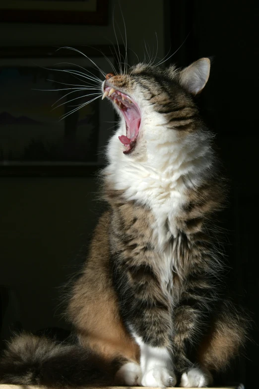 a cat yawns while sitting on a table, flickr, dramatic lighting - n 9, portrait of tall, wikipedia, close-up!!!!!!