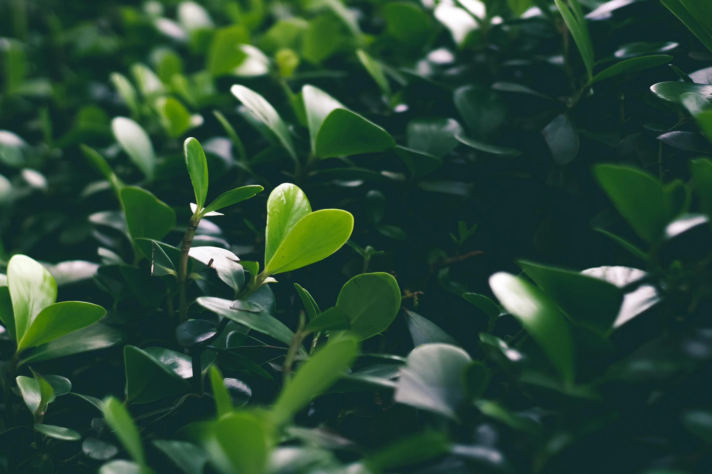 a close up of a bush with green leaves, trending on pexels, alessio albi, green: 0.25, jade green