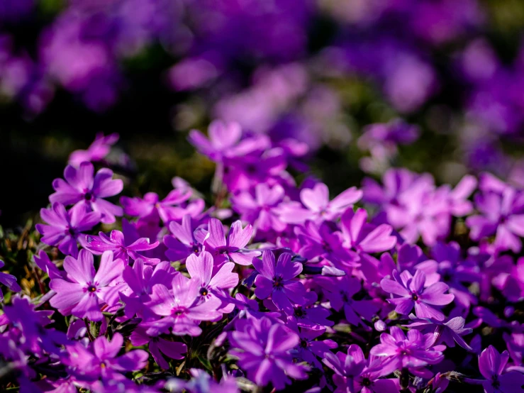 a field of purple flowers on a sunny day, a portrait, by Eero Järnefelt, unsplash, fan favorite, ' ramona flowers ', garden with flowers background, violet ants