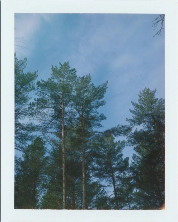 a polaroid picture of trees against a blue sky, unsplash, land art, swedish forest, scanned in, portait image, ((trees))