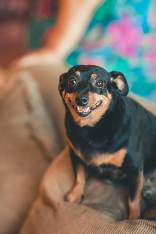 a small dog sitting on top of a dog bed, a portrait, by Julia Pishtar, pexels contest winner, wide grin, sitting on the couch, dynamic closeup, multiple stories