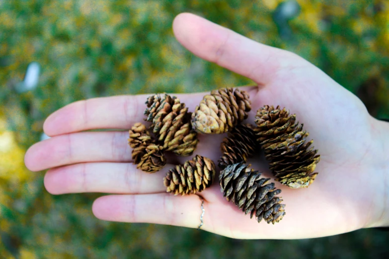 a person holding a bunch of pine cones in their hand, inspired by Andy Goldsworthy, unsplash, land art, thumbnail, varying thickness, 🦩🪐🐞👩🏻🦳, healing pods