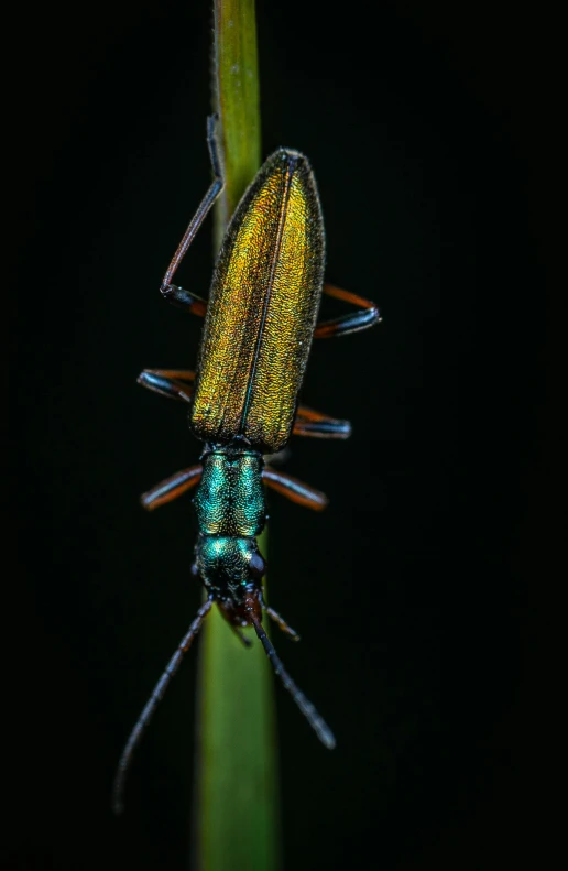 a green bug sitting on top of a green plant, by Peter Churcher, long thick shiny gold beak, night time, multi colour, a tall