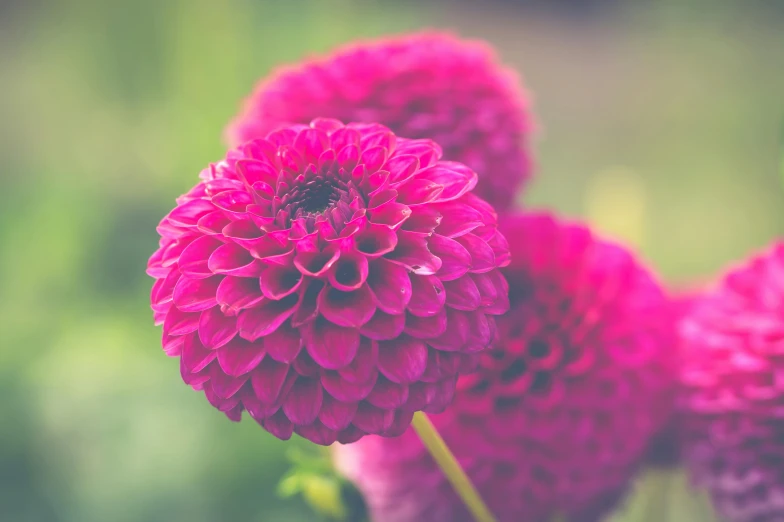 a couple of pink flowers sitting on top of a lush green field, unsplash, romanticism, dahlias, ((pink)), fuchsia, retro stylised