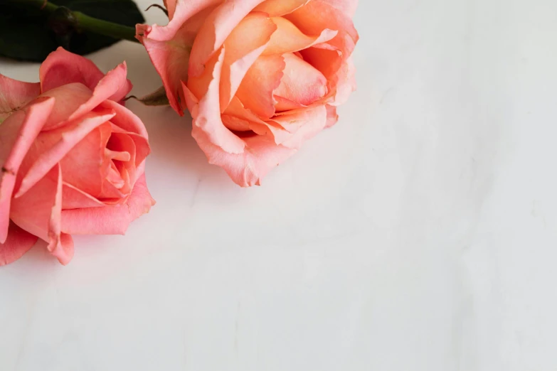 two pink roses sitting next to each other on a table, by Carey Morris, trending on unsplash, background image, orange flowers, with a white background, ad image