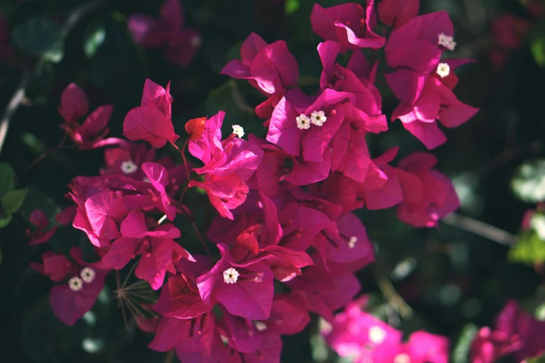 a close up of a bunch of pink flowers, pexels contest winner, bougainvillea, tropic plants and flowers, instagram post, crimson