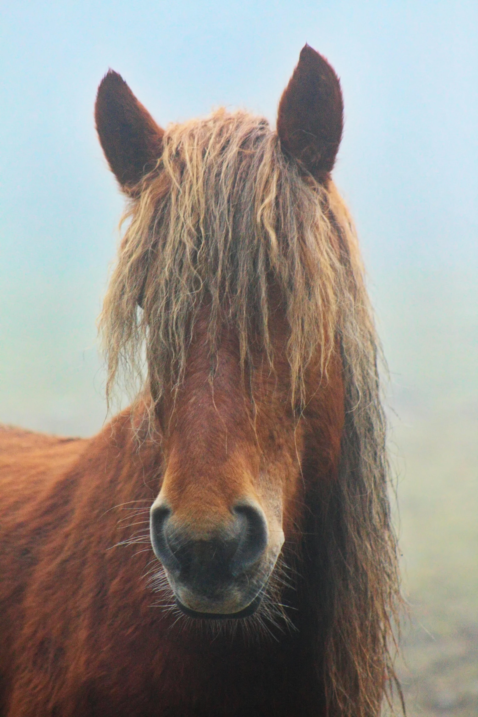 a brown horse standing on top of a grass covered field, pexels contest winner, photorealism, detailed hair foggy, wet face, amazing color photograph, museum quality photo