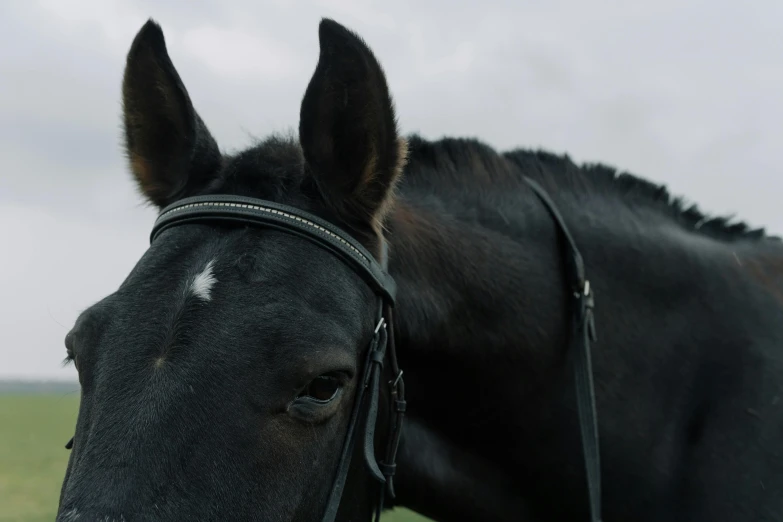 a close up of a horse wearing a bridle, by Emma Andijewska, **cinematic, overcast, 8 k film still, cinematic shot ar 9:16 -n 6 -g