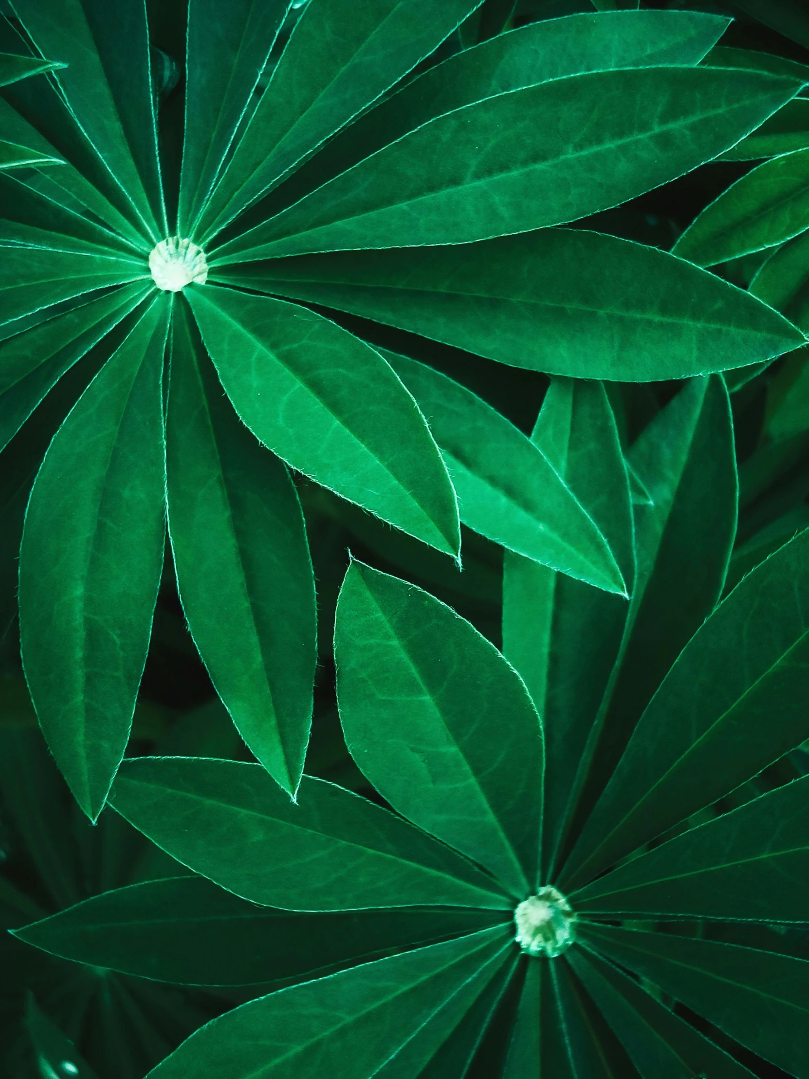 a group of green leaves sitting next to each other, next to a plant, up-close, in the center of the image, made of flowers and leaves