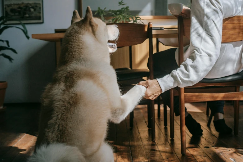 a woman sitting at a table shaking hands with a dog, trending on unsplash, sōsaku hanga, husky dog, wooden, ad image, sitting on a chair