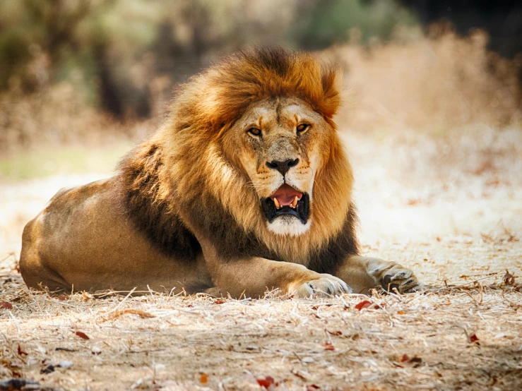 a lion that is laying down in the dirt, pexels contest winner, fierce expression 4k, australian, hunting trophies, sitting on the ground