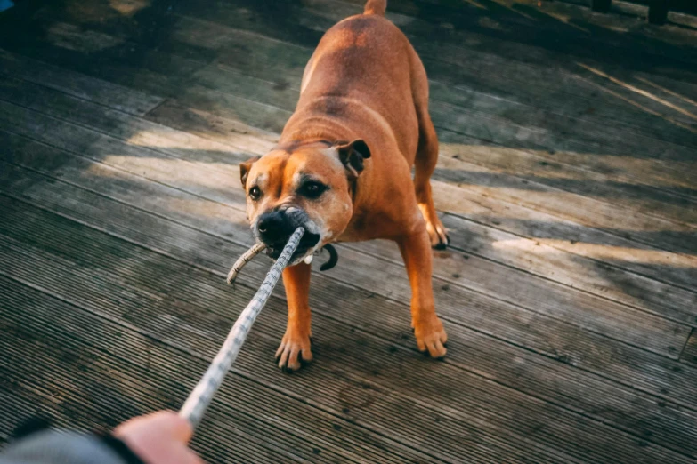 a brown dog holding a stick in its mouth, pexels contest winner, realism, pulling strings, instagram post, holding a giant flail, high angle close up shot