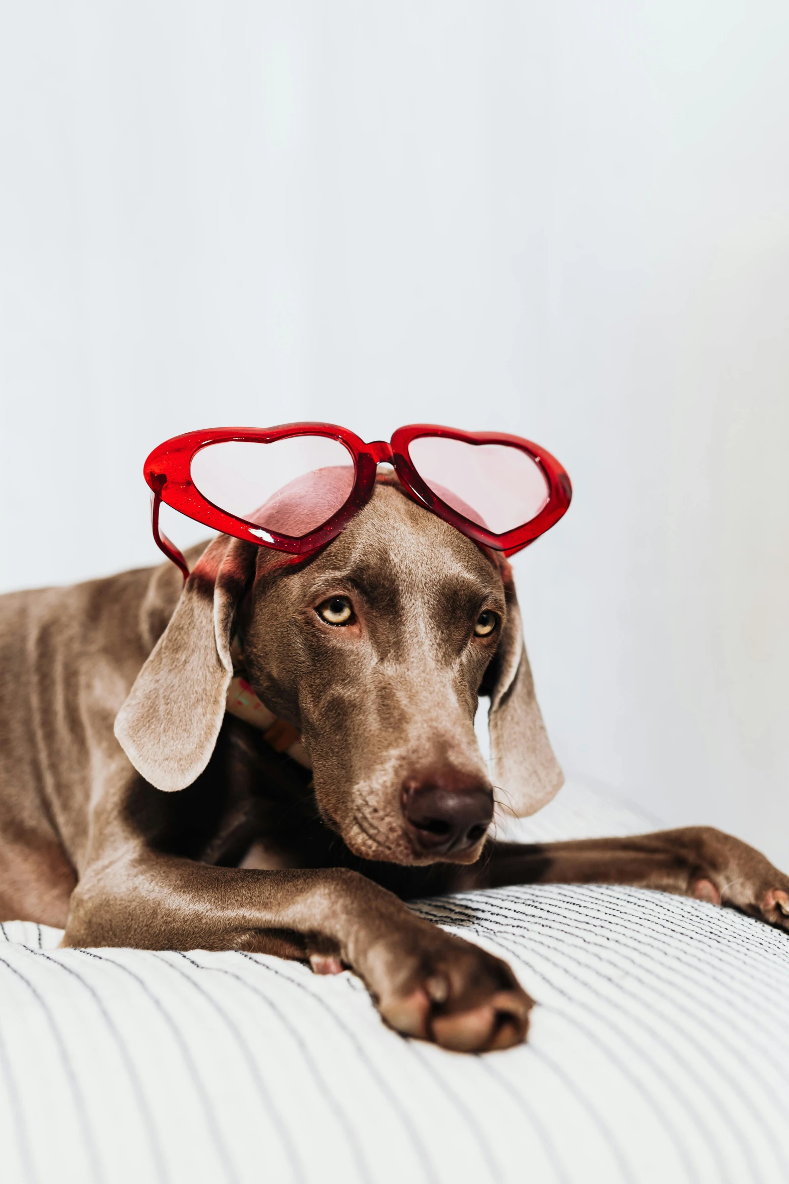 a dog laying on top of a bed wearing heart shaped glasses, a picture, by Elke Vogelsang, shutterstock contest winner, chocolate, crimson themed, on a gray background, wearing a party hat