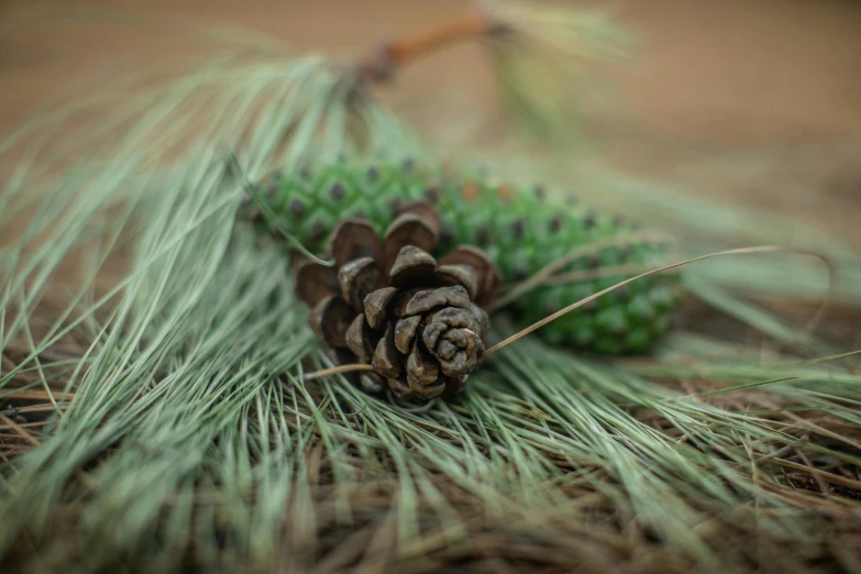 a pine cone sitting on top of a pile of grass, a portrait, inspired by Andy Goldsworthy, unsplash, forest style studio shot, a wooden, paul barson, decorated