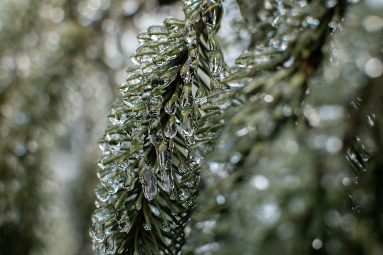 a close up of a pine tree with water droplets on it, by Jessie Algie, pexels, icicles, floating crystals, high quality photo, nice slight overcast weather