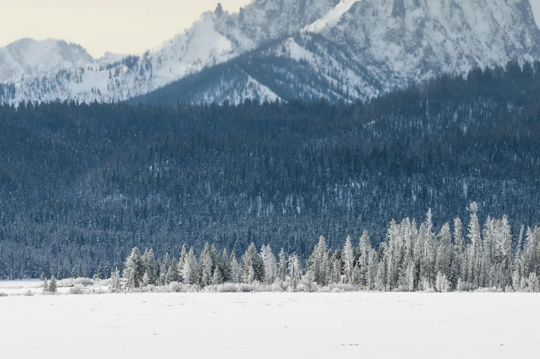 a man riding a horse across a snow covered field, unsplash contest winner, spruce trees, distant rocky mountains, oregon, inlets