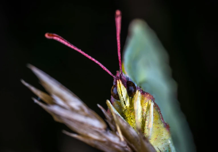 a close up of a grasshopper on a plant, a macro photograph, pexels contest winner, brimstone, butterfly wings, macro photography 8k, green and pink